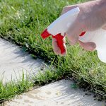 killing-weeds-with-vinegar-2b