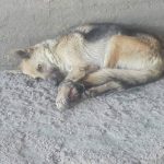 39569827_1725889764203057_5801828031743918080_o