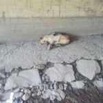 39607965_1725889694203064_7955742577225891840_o