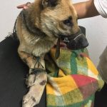 39811092_1725889984203035_4965293334491824128_o