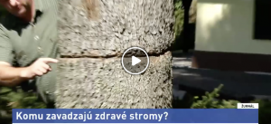 130-ročné jedle v Tatrách niekto schválne narezal a o dva mesiace úplne vyschnú