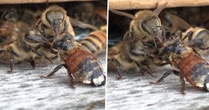 Včela skoro zomrela keď spadla do medu. Jej kamarátky ju ale zachránili a očistili. Niečo podobné ste ešte nevideli