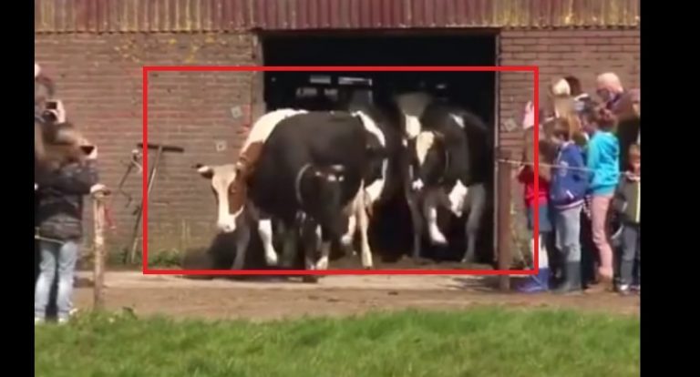 Kravy boli 6 mesiacov zavreté v maštali. Pozrite si ich reakciu, keď sa konečne prešli po tráve