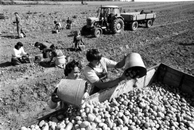 Pamätáte sa? Takto vyzerala jesenná zemiaková brigáda počas socializmu