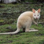 kangaroo-383439-1280