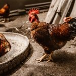 photo-1499234832590-8a82d8e648cd