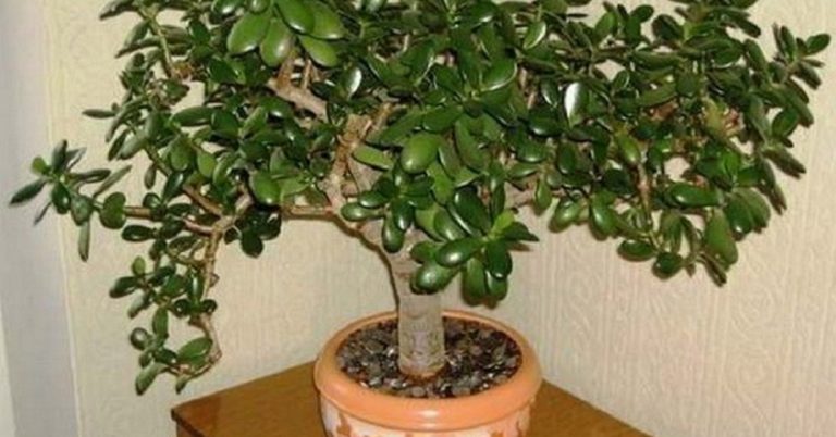 To, čo dokáže tučnolist, vás prinúti pozrieť sa naň úplne inak