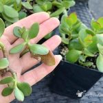 what-is-plant-propagation-jade-plants-are-easy-to-propagate-from-cuttings-plant-propagation-book-download