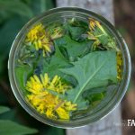 dandelion-vinegar-600