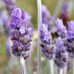 single_lavendar_flower02
