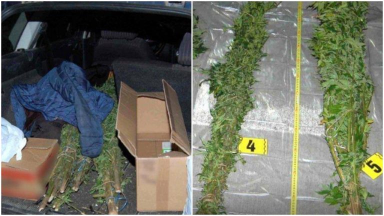 Slovák v kufri prevážal 3 125 dávok marihuany. Podľa polície vyzerali ako vianočné stromčeky