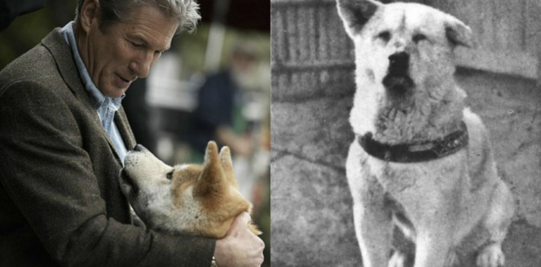 Pravdivý príbeh psa Hačika, ktorý čakal na svojho pána aj 9 rokov po jeho smrti, zaujal celý svet. V článku nájdete celý film