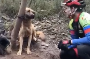 Nechali psíka priviazaného o strom v lese aby zomrel hladom a smädom. Toto musel urobiť veľmi zlý človek…