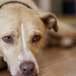 Snímka obrazovky 2018-12-16 o 9.07.35