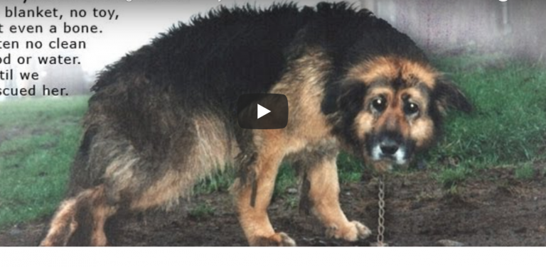 Chorý pes bol 10 rokov uviazaný na reťazi. Sledujte okamih vyslobodenia