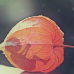 baby-1915402_960_720