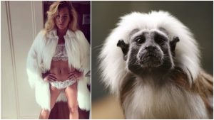 Dominika Cibulková nosí údajne kožuch z opíc. Jej fanúšikovia jej za to píšu ostré komentáre