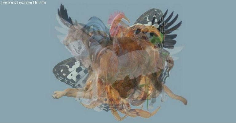 Prvé zviera, ktoré vidíte, napovie mnoho o tom, akým ste človekom