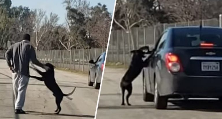 VIDEO: Psík, ktorého majiteľ opustil na kraji cesty sa ho snaží zo všetkých síl dobehnúť