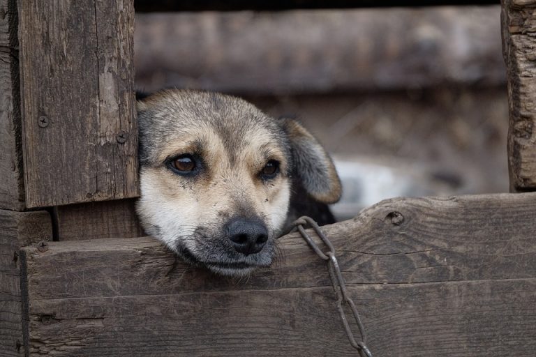 Petíciu proti držaniu psov na reťazi podpísalo už vyše 40-tisíc Slovákov. Zapojte sa aj vy!