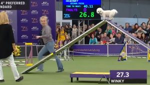 Psík prekonal prekážky s takým humorom, že si jeho pretek získal milióny ľudí po celom svete