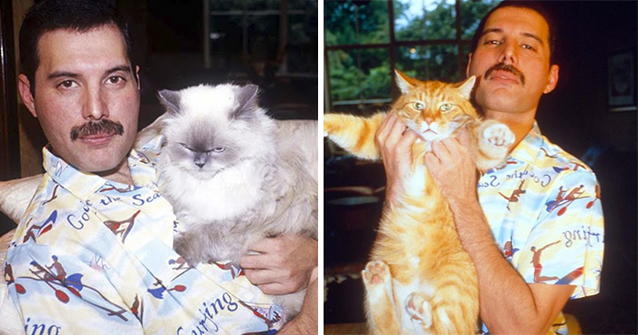 20 obrázkov Freddieho Mercuryho s mačkami, ktoré nadovšetko miloval a správal sa k nim ako k vlastným deťom