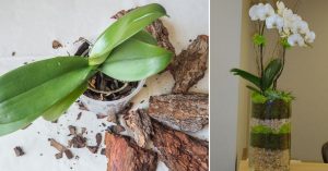 Kamarát záhradník mi ukázal geniálnu myšlienku výsadby orchideí. Teraz rastú do úplnej krásy