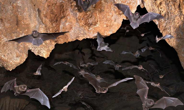 Nezodpovední turisti spôsobili v Slovenskom krase úbytok netopierov v hodnote 70 000 eur