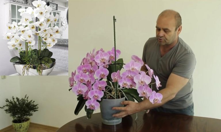 Ako dosiahnuť maximálne kvitnutie orchideí? Tieto rady pomôžu na 100% a budete mať úrodu na rozdávanie