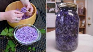 Urobte si olej z orgovánu, ktorý je malý zázrak a je úplne zadarmo. jeho účinky vám výrazne pomôžu