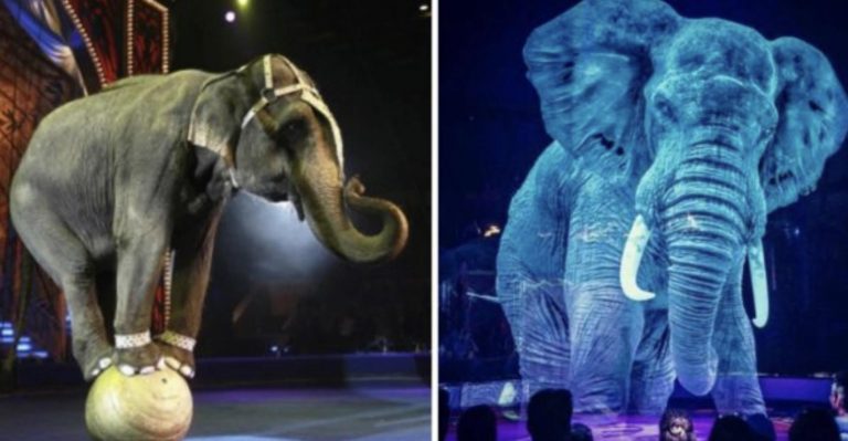 Nemecký cirkus odmieta týrať zvieratá – využíva hologramy!