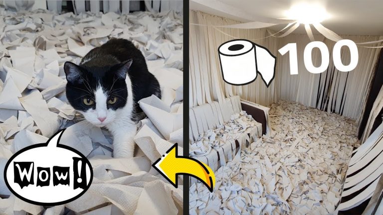 Celú miestnosť zapratali toaletným papierom, aby sa mohla ich mačka hrať. Jej reakcia ovláda celý internet!