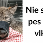 Snímka obrazovky 2019-05-21 o 11.46.29