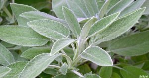 „Prečo by mal človek zomierať, ak v jeho záhrade rastie šalvia?“ Mali by ste ju mať doma aj vy