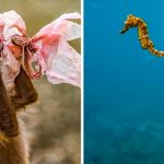 preview-11684610-650×341-98-1554984567