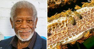 Morgan Freeman premenil svoj 50-hektárový ranč na obrovské útočisko pre včely