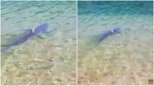 Žralok prekvapil turistov v obľúbenej destinácií Slovákov v Chorvátsku