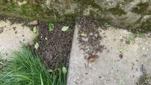Roj mŕtvych včiel našli v strede Košíc – smutná realita 21. storočia