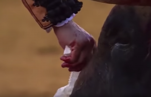 Krutý matador zabil býka hneď po tom, čo mu z tváre utrel slzy. Video pobúrilo všetkých ľudí