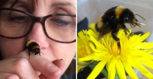 Žena zachránila bezkrídleho čmeliaka a vytvorila mu súkromnú záhradu
