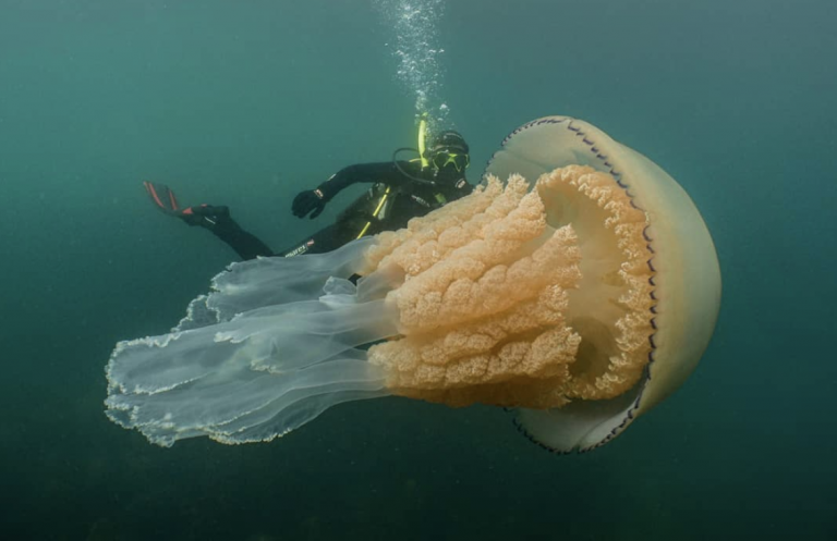 Potápači natrafili na obrovskú medúzu! Takto veľký jedinec sa doteraz nevidel tak často
