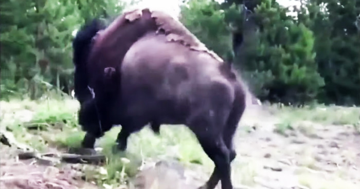9-ročné dievčatko sa stalo obeťou útoku bizóna, ktorý ju vyhodil niekoľko metrov do vzduchu