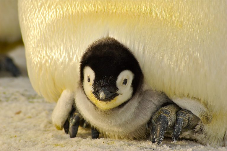Lesbický pár tučniakov si adoptoval mláďatko! Podľa odborníkov z nich budú veľmi dobrý rodičia.