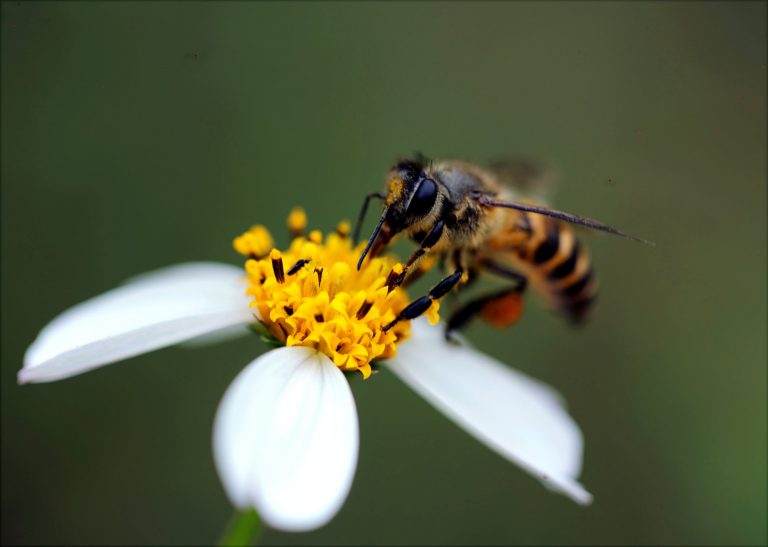Francúzsko je prvou krajinou, ktorá stopla všetky pesticídy spôsobujúce smrť včiel. Pridá sa aj Slovensko?