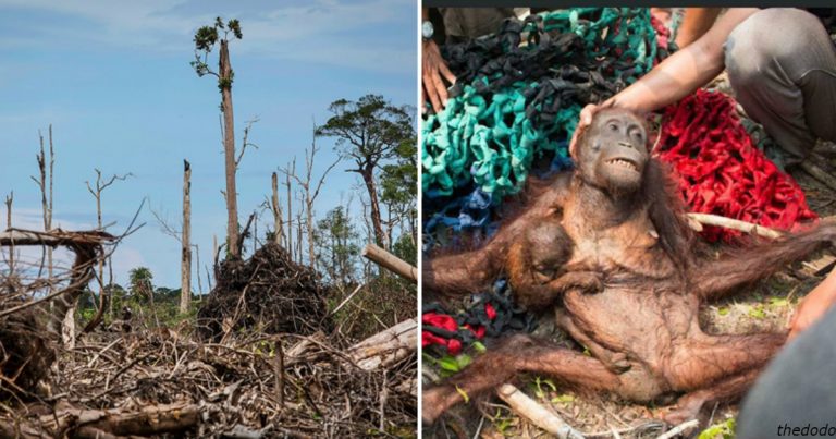Do 10 rokov môžu orangutany úplne vyhynúť! Za všetko kvôli ľuďom, ktorí ich zabíjajú a narúšajú ich biotop.