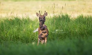 Jeleň s nádormi na celom tele odráža smutný obraz dnešného sveta