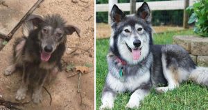 17 dojímavých fotografií psov Pred a Po adopcii. Šťastné príbehy psov