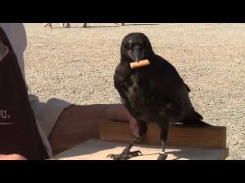 Vo francúzskom parku sa vrany naučili zbierať odpadky. Na oplátku dostanú jedlo