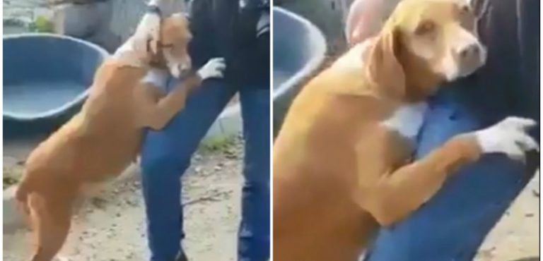 Novinár nakrúcal reportáž v útulku, keď sa ho psík chytil a držal ako kliešť