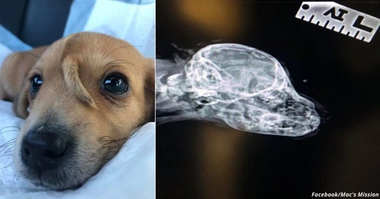 Pes jednorožec: malé šteniatko sa narodilo s chvostom na čele
